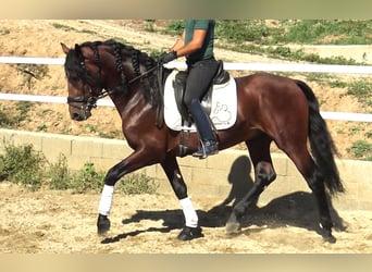 PRE Croisé, Étalon, 4 Ans, 165 cm, Bai