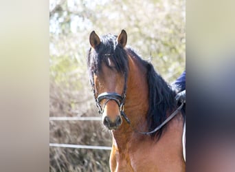 PRE Croisé, Étalon, 4 Ans, 165 cm, Bai