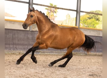 PRE Croisé, Étalon, 4 Ans, 165 cm, Buckskin