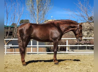 PRE, Étalon, 4 Ans, 165 cm