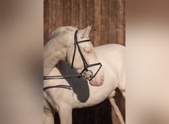 PRE, Étalon, 4 Ans, 165 cm, Cremello