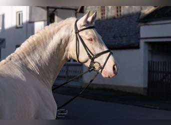 PRE, Étalon, 4 Ans, 165 cm, Cremello