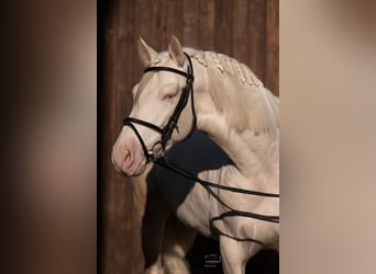 PRE, Étalon, 4 Ans, 165 cm, Cremello