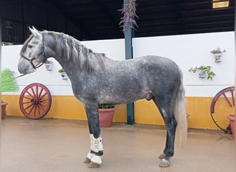 PRE Croisé, Étalon, 4 Ans, 165 cm, Gris