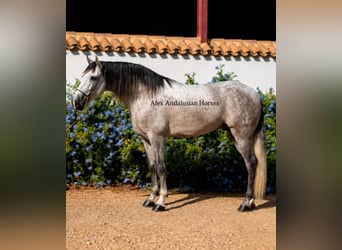 PRE Croisé, Étalon, 4 Ans, 165 cm, Gris