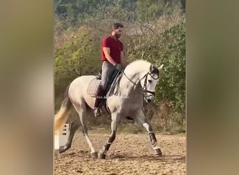 PRE Croisé, Étalon, 4 Ans, 165 cm, Gris