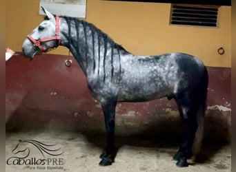 PRE Croisé, Étalon, 4 Ans, 165 cm, Gris