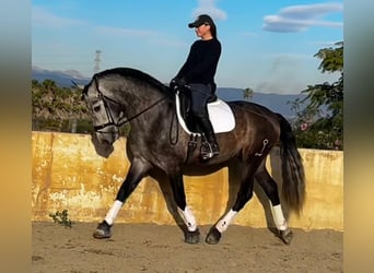 PRE Croisé, Étalon, 4 Ans, 165 cm, Gris noir