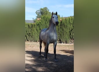 PRE Croisé, Étalon, 4 Ans, 165 cm, Gris pommelé