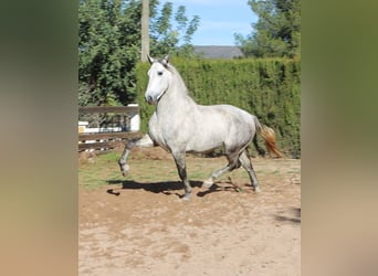 PRE Croisé, Étalon, 4 Ans, 165 cm, Gris pommelé