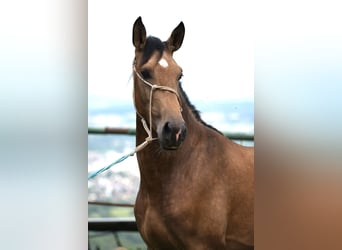 PRE Croisé, Étalon, 4 Ans, 165 cm, Isabelle