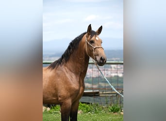 PRE Croisé, Étalon, 4 Ans, 165 cm, Isabelle