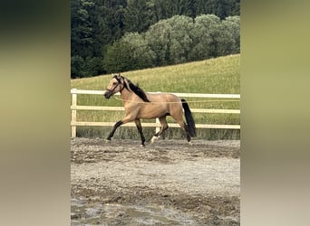 PRE Croisé, Étalon, 4 Ans, 165 cm, Isabelle