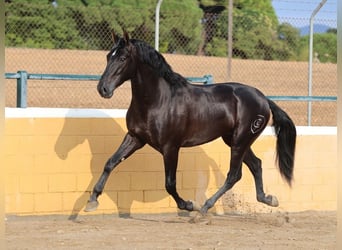 PRE Croisé, Étalon, 4 Ans, 165 cm, Noir