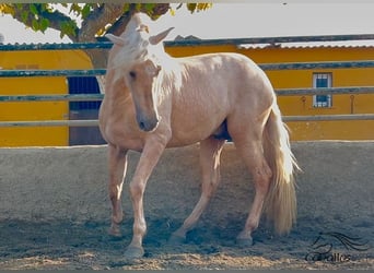 PRE, Étalon, 4 Ans, 165 cm, Palomino