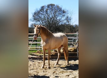 PRE, Étalon, 4 Ans, 165 cm, Perle