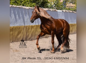 PRE Croisé, Étalon, 4 Ans, 166 cm, Alezan