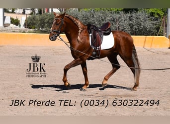 PRE Croisé, Étalon, 4 Ans, 166 cm, Alezan