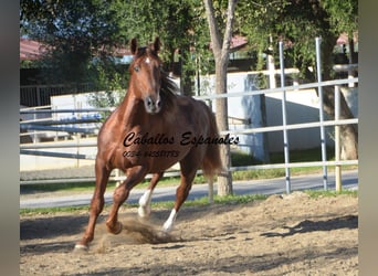 PRE, Étalon, 4 Ans, 166 cm, Alezan