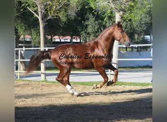 PRE, Étalon, 4 Ans, 166 cm, Alezan