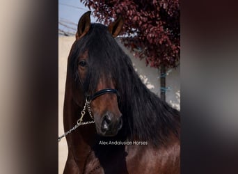 PRE Croisé, Étalon, 4 Ans, 166 cm, Bai brun