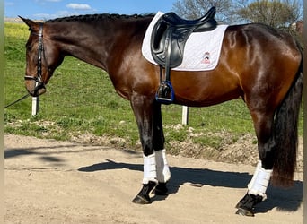 PRE Croisé, Étalon, 4 Ans, 166 cm, Bai cerise