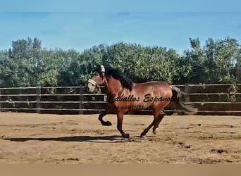 PRE Croisé, Étalon, 4 Ans, 166 cm, Bai