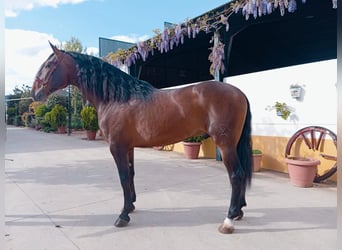 PRE Croisé, Étalon, 4 Ans, 166 cm, Bai
