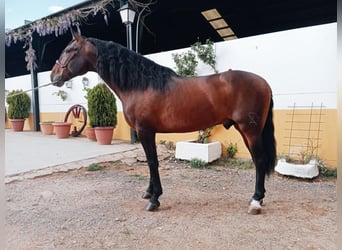 PRE Croisé, Étalon, 4 Ans, 166 cm, Bai