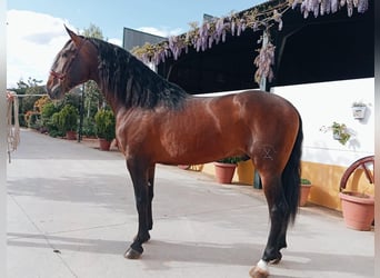 PRE Croisé, Étalon, 4 Ans, 166 cm, Bai