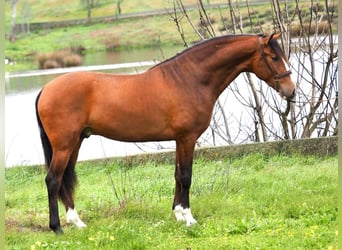 PRE Croisé, Étalon, 4 Ans, 166 cm, Bai