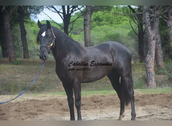 PRE, Étalon, 4 Ans, 166 cm