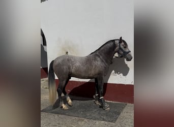 PRE, Étalon, 4 Ans, 166 cm, Gris