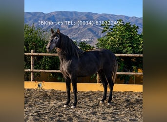 PRE Croisé, Étalon, 4 Ans, 166 cm, Gris noir