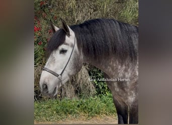 PRE Croisé, Étalon, 4 Ans, 166 cm, Gris pommelé