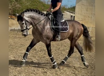 PRE Croisé, Étalon, 4 Ans, 166 cm, Gris pommelé