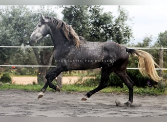 PRE Croisé, Étalon, 4 Ans, 166 cm, Gris pommelé