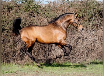 PRE Croisé, Étalon, 4 Ans, 166 cm, Isabelle