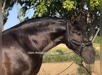 PRE Croisé, Étalon, 4 Ans, 166 cm, Noir