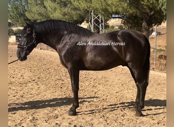 PRE Croisé, Étalon, 4 Ans, 166 cm, Noir