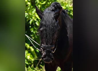 PRE Croisé, Étalon, 4 Ans, 166 cm, Noir
