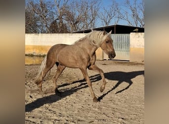 PRE, Étalon, 4 Ans, 166 cm, Palomino