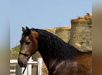 PRE, Étalon, 4 Ans, 167 cm, Buckskin