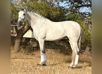PRE Croisé, Étalon, 4 Ans, 167 cm, Gris pommelé