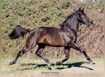 PRE Croisé, Étalon, 4 Ans, 167 cm, Noir
