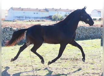 PRE Croisé, Étalon, 4 Ans, 167 cm, Noir