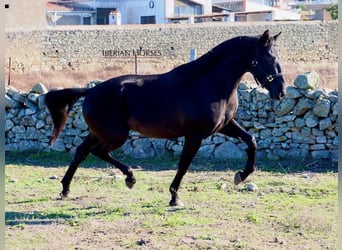PRE Croisé, Étalon, 4 Ans, 167 cm, Noir