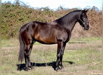 PRE Croisé, Étalon, 4 Ans, 167 cm, Noir