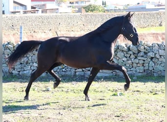 PRE Croisé, Étalon, 4 Ans, 167 cm, Noir