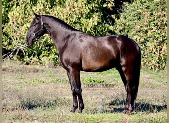 PRE Croisé, Étalon, 4 Ans, 167 cm, Noir